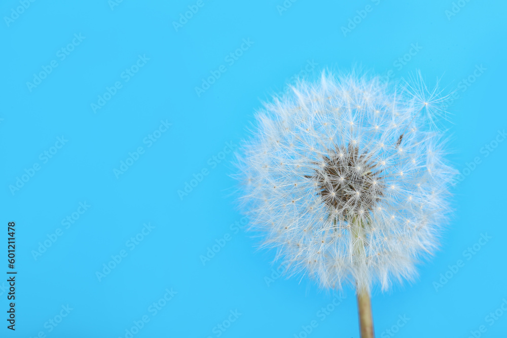 Dandelion flower on blue background