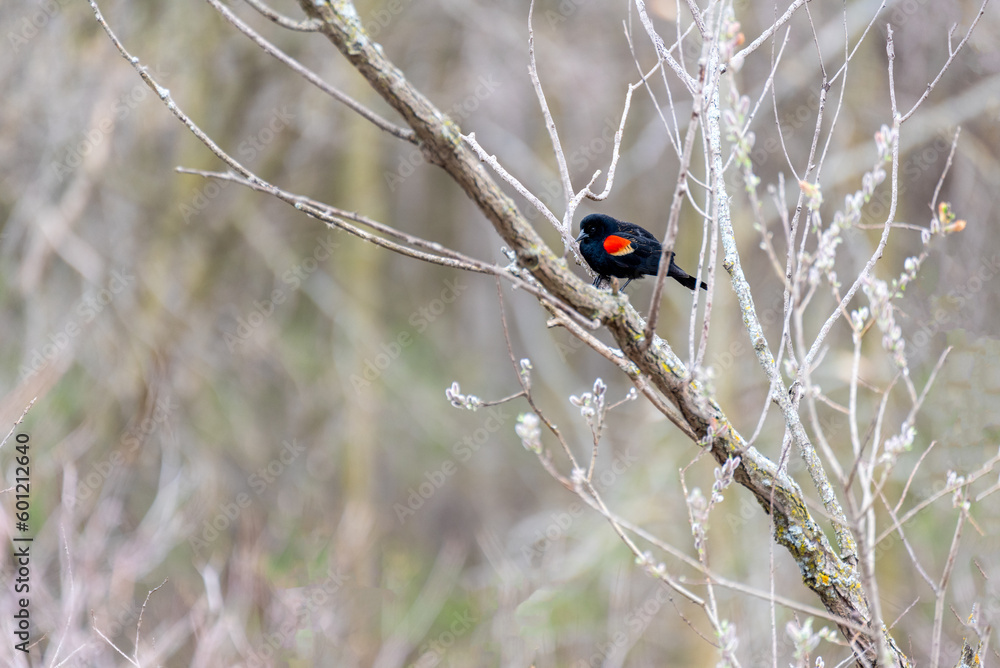 Red-winged Blackbird Perched On A Bare Branch In April Red-winged Blackbird Perched On A Bare Branch In April