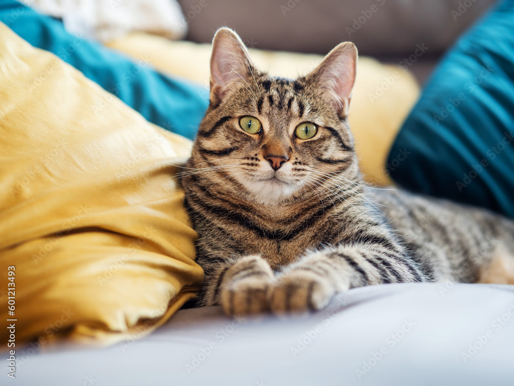 Cute tubby cat on a yellow and blue pillows. Pet relaxing time. Selective focus. Animal life. Cute tubby cat on a yellow and blue pillows. Pet relaxing time. Selective focus. Animal life.