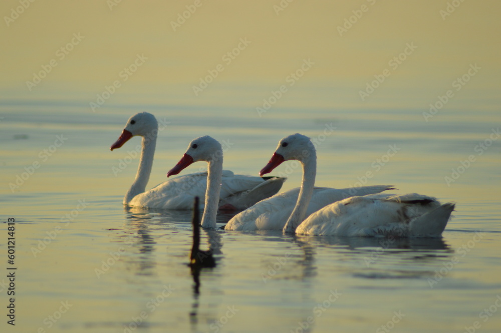 Obraz premium Patos