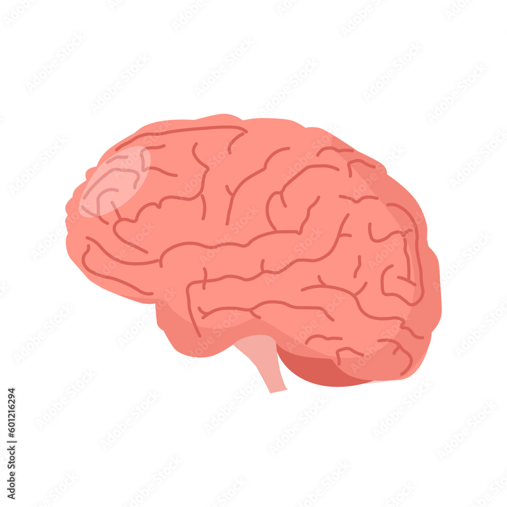Brain icon. Human brain. Internal organ, anatomy, creative idea. Vector cartoon flat icon illustration isolated on white Brain icon. Human brain. Internal organ, anatomy, creative idea. Vector cartoon flat icon illustration isolated on white