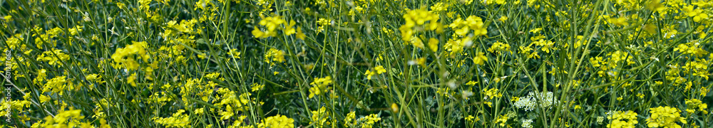 An elongated strip of yellow flowers in the field in spring