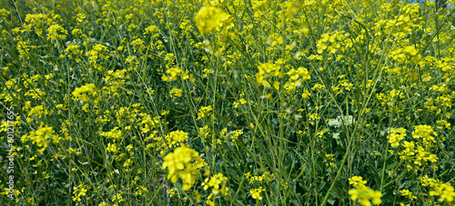 An elongated strip of yellow flowers