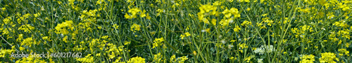 An elongated strip of yellow flowers in the field in spring