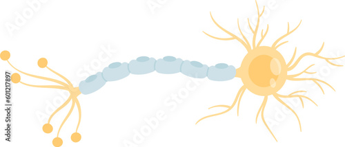 Human Nerve Cell