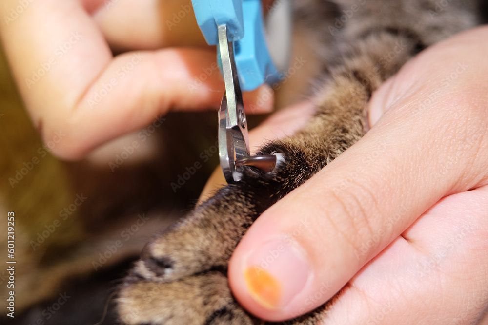 Cutting tabby cat nails