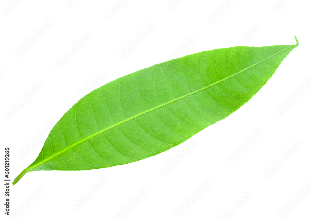 Obraz premium Fresh green plum mango leaves isolate transparent png