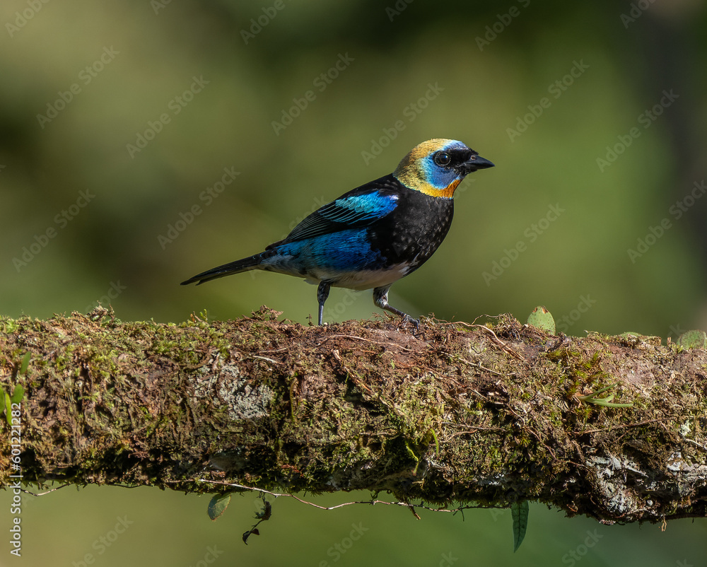 a side view of a golden-hooded tanager perched on a branch at boca tapada in costa rica