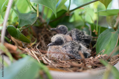 Baby birds in a nest in a hanging basket plant. Baby doves. Baby pigeons sleeping in their nest © Ana