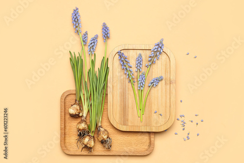 Boards with beautiful Muscari flowers on beige background