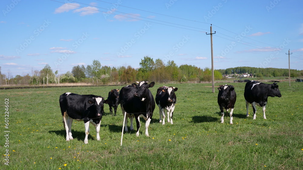 Fototapeta premium cows graze in the meadow