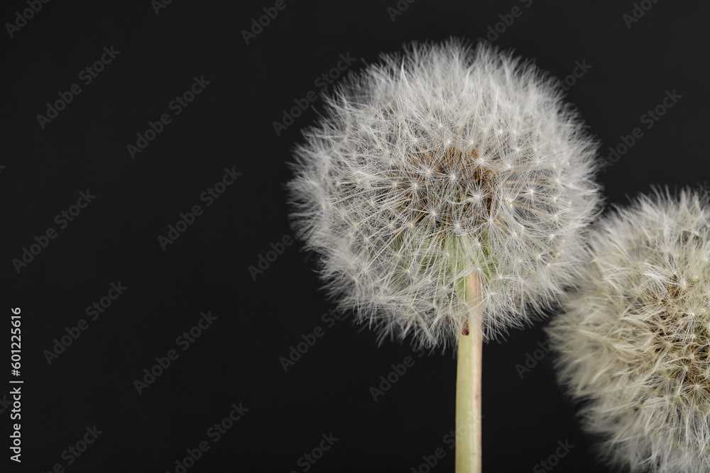 Dandelion flowers on black background Dandelion flowers on black background