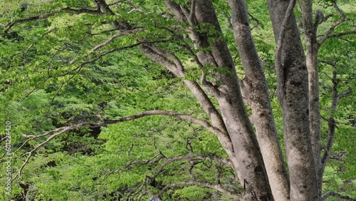 森の風景　新緑のブナの森