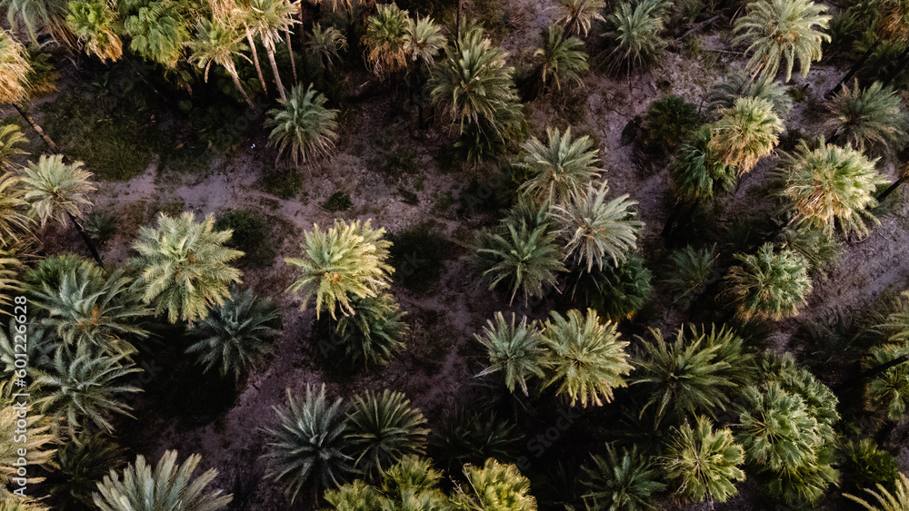 Oasis Oasis