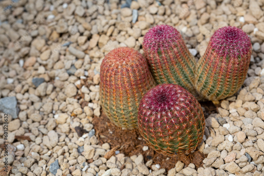 Echinocereus rigidissimus, commonly known as the Arizona rainbow cactus or rainbow hedgehog cactus is a solitary growing cactus, that rarely branches or offsets with age Echinocereus rigidissimus, commonly known as the Arizona rainbow cactus or rainbow hedgehog cactus is a solitary growing cactus, that rarely branches or offsets with age