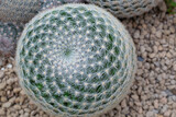 Macro shot showing detail of Mammillaria cactus thorns. Mammillaria albilanata is a species of plant in the family Cactaceae. It is endemic to Mexico. Its natural habitat is hot deserts.