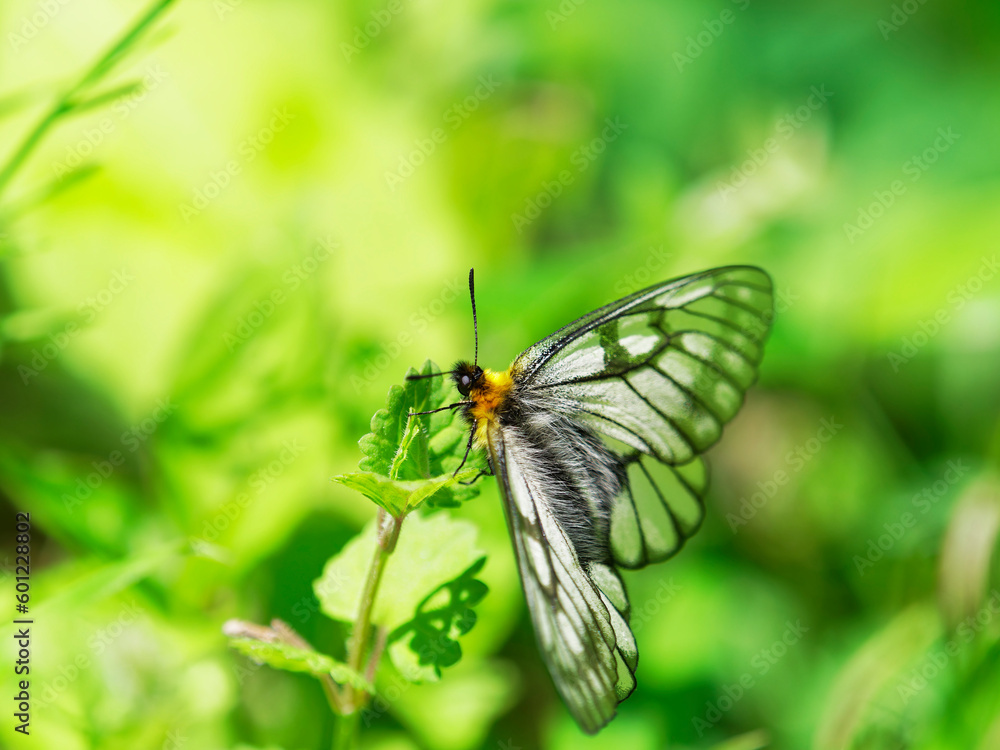 Fototapeta premium 草むらで休むウスバシロチョウ