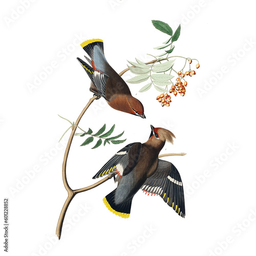 Botanical illustration of different types of birds with flowers on a white background	