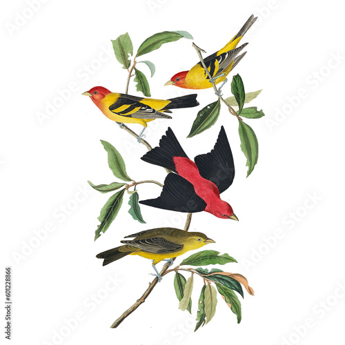 Botanical illustration of different types of birds with flowers on a white background	