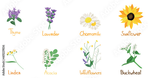 Set of aromatic summer flowers on white background