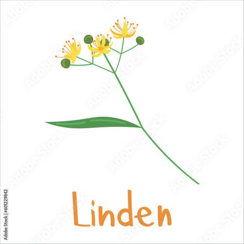 Aromatic linden flowers on white background