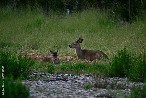  Columbian black-tailed deer (Odocoileus hemionus columbianus) family resting