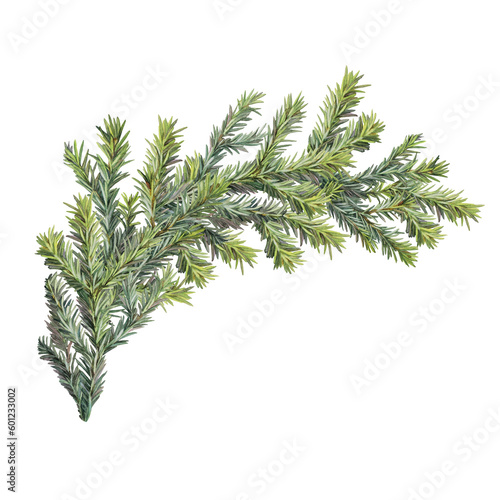 Watercolor green christmas tree branch isolated on white background. Forest object for frame or card. Hand-drawn creative clipart for border new year celebration invite or wrapping wallpaper