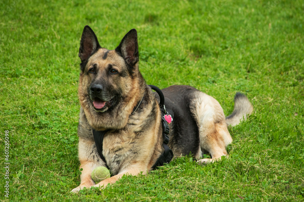 Mature German Shepherd dog 