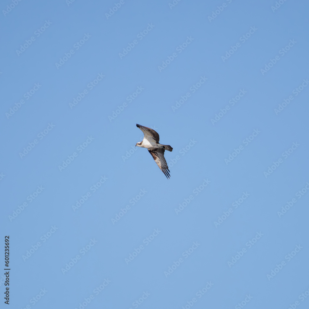 An osprey soaring in flight through the sky An osprey soaring in flight through the sky