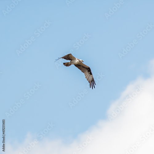 An osprey soaring in flight through the sky