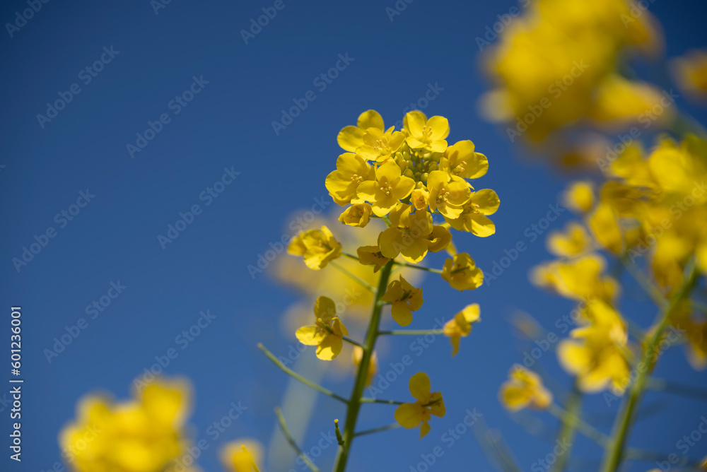 Obraz premium 菜花