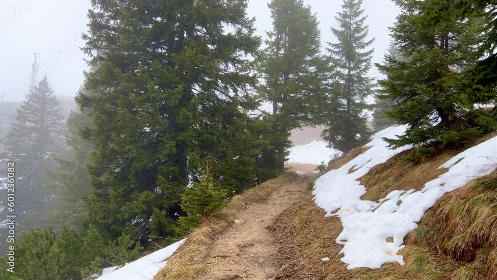 Fir Forest on a misty and foggy day - travel photography Fir Forest on a misty and foggy day - travel photography