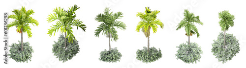 Palm tree in 3d rendering © Hanh