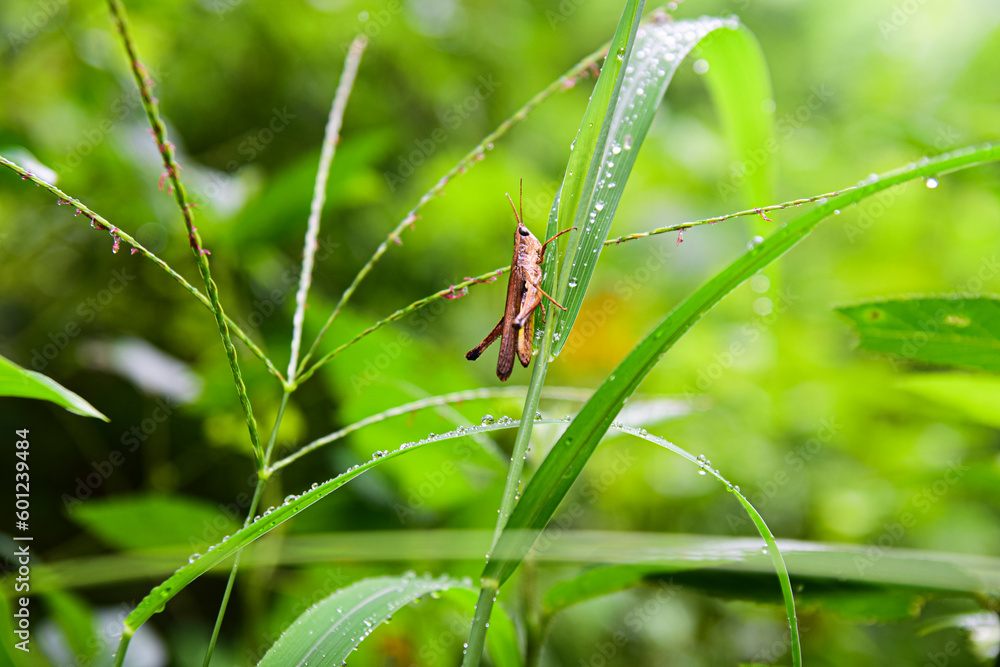 Grasshopper on a green grass Grasshopper on a green grass