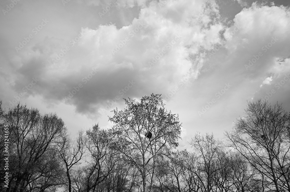 Obraz premium Black and white photo. Bright bright blue peaceful sky with white feathery clouds.
