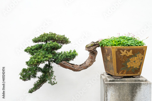 Bonsai tree against white wall in Yi Yuan Yuan Lin Bo Wu Guan Park, Chengdu, Sichuan province, China photo