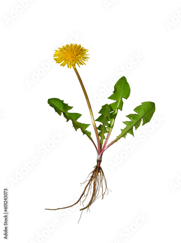 Yellow dandelion flower with green leaves and bare roots isolated cutout on transparent © Julia