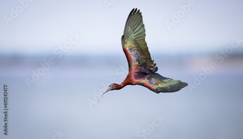 Fotografie Glossy Ibis on a swift dive
