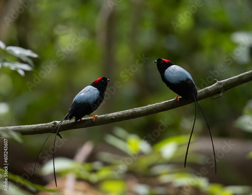 Long-tailed Manakin Chiroxiphia linearis bird of the dry tropics in Costa Rica in its courtship dance to copulate with the female. Mating season of the toledo manakin photo