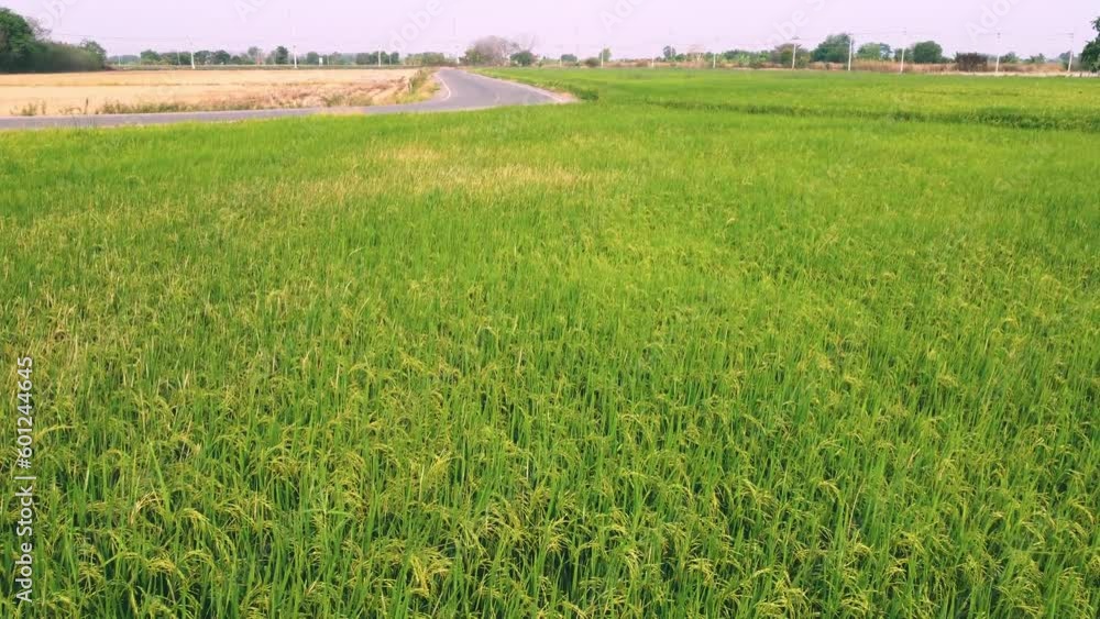 Aerial view of agriculture in rice fields for cultivation. a green rice field waving in the wind, Green rice plants growing. Natural the texture for background Aerial view of agriculture in rice fields for cultivation. a green rice field waving in the wind, Green rice plants growing. Natural the texture for background