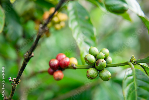 Fototapeta Naklejka Na Ścianę i Meble -  Raw coffee beans on tree, coffee plantation. Blurred background