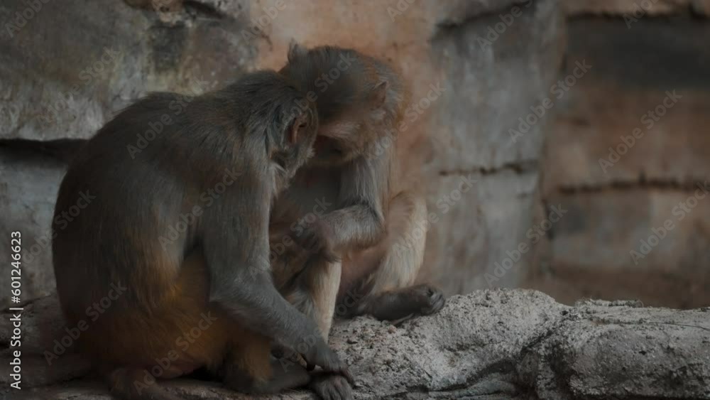 A Family Of Rhesus Monkey In Wildlife Zoo - slow motion A Family Of Rhesus Monkey In Wildlife Zoo - slow motion
