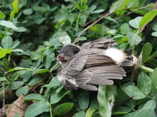 a grey bird in the bush