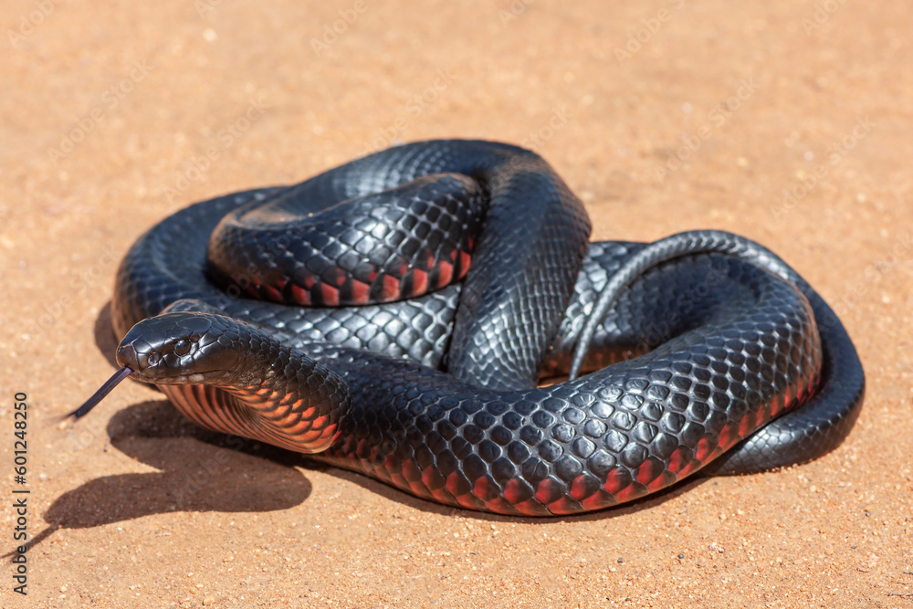 Obraz premium Highly venomous Australian Red-bellied Black Snake