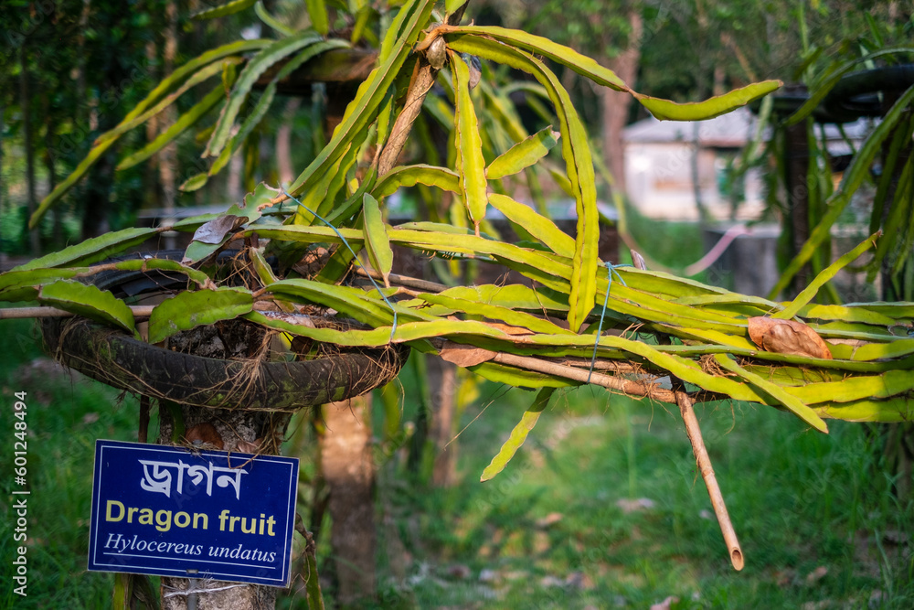 Foto de Branch of a dragon fruit tree in a botanical garden , nameplate