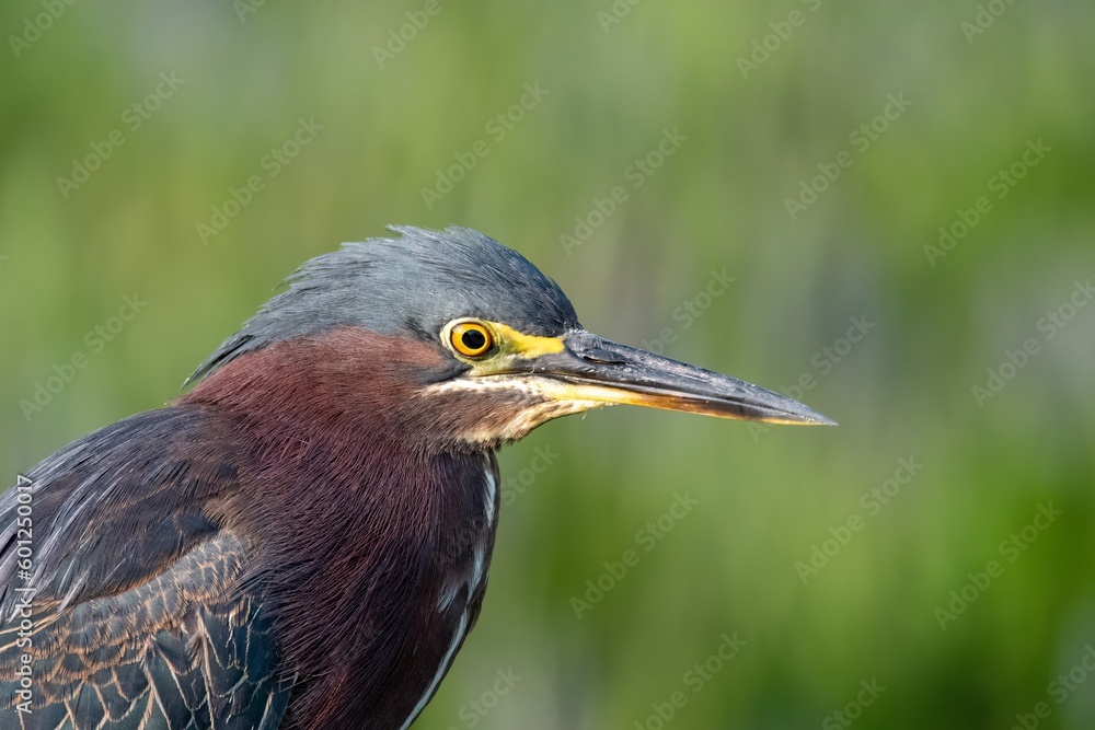 Portrait of Green Heron - Butorides virescens - in Green Cay Nature Center in Boynton Beach, Florida, with out-of-focus green background. Portrait of Green Heron - Butorides virescens - in Green Cay Nature Center in Boynton Beach, Florida, with out-of-focus green background.