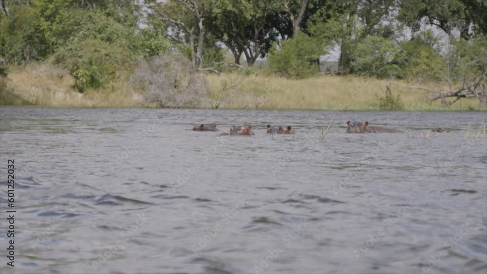 A group of hippos that are chilling in a river, you can only see their heads looking at the camera. A group of hippos that are chilling in a river, you can only see their heads looking at the camera.