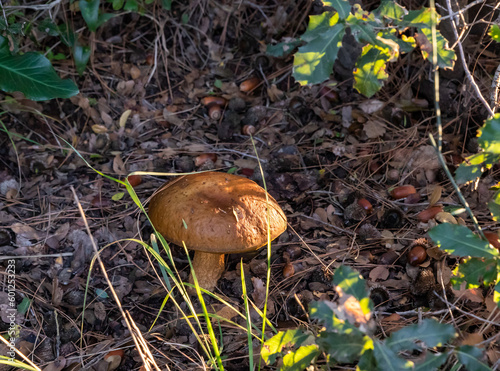 A young  edible mushroom - Obabok blackening - Leccinellum lepidum makes their way through a layer of grass and needles in a coniferous forest near the city of Karmiel, in northern Israel. photo