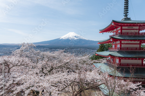 Cherry blossom full bloom with Chureito Pagoda and Mount Fuji background, Blue sky with copy space. Japan Travel and Landmarks concept.