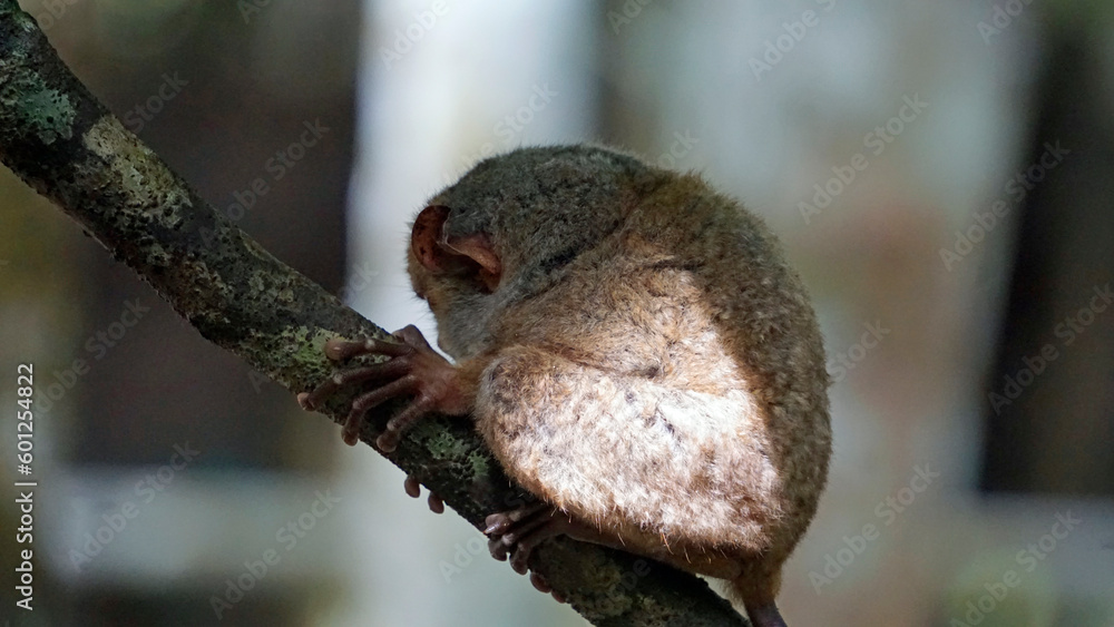 Portrait of Tarsier monkey (Tarsius Syrichta) in natural jungle environment at bohol Island on the philippines Portrait of Tarsier monkey (Tarsius Syrichta) in natural jungle environment at bohol Island on the philippines